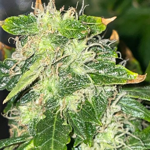 Royal Dwarf growlog timeline photo