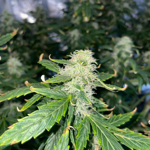 Royal Dwarf growlog timeline photo