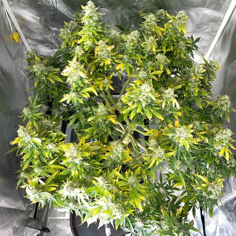 Royal Dwarf growlog timeline photo