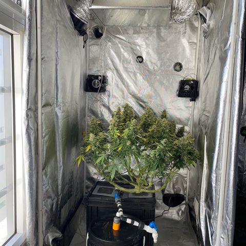 Royal Dwarf growlog timeline photo