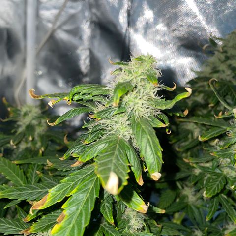Royal Dwarf growlog timeline photo