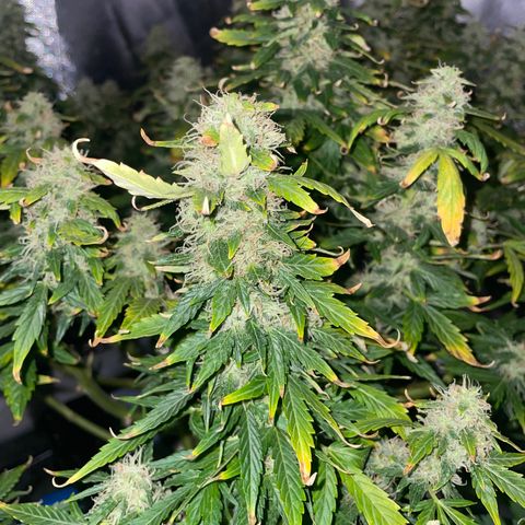 Royal Dwarf growlog timeline photo