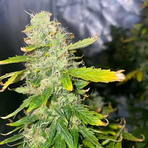 Royal Dwarf growlog timeline photo