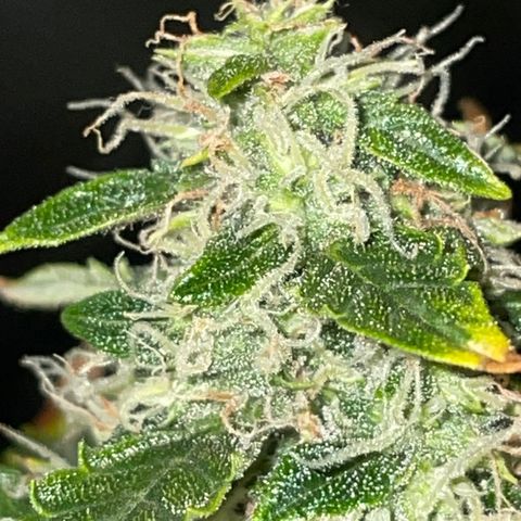Royal Dwarf growlog timeline photo