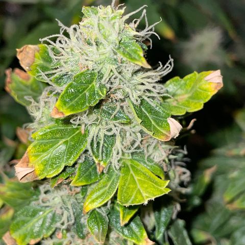 Royal Dwarf growlog timeline photo