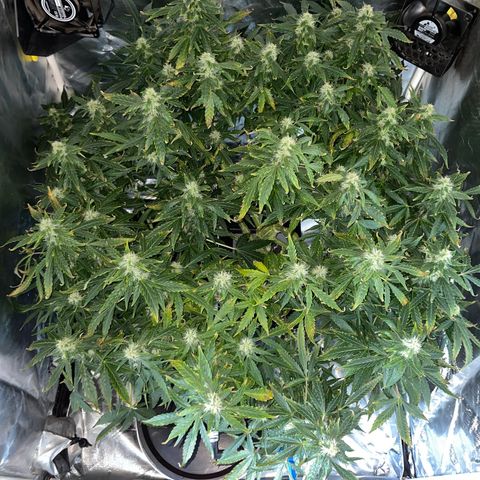 Royal Dwarf growlog timeline photo