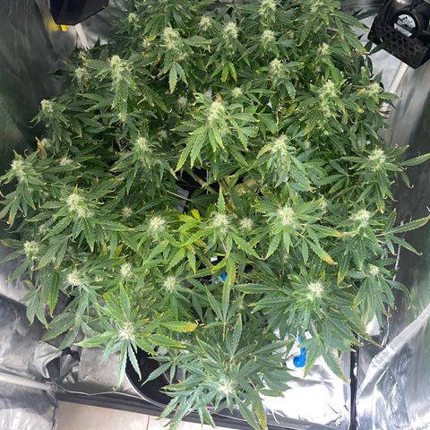 Royal Dwarf growlog timeline photo