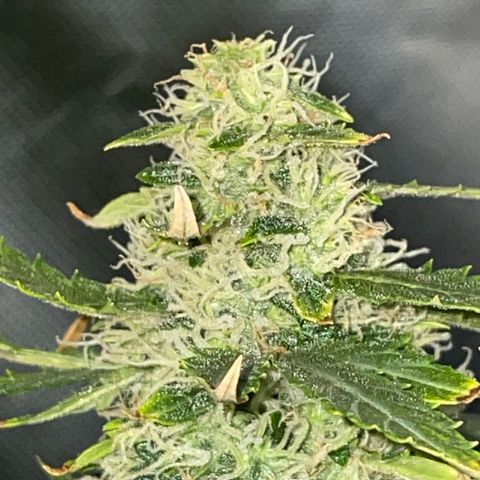 Royal Dwarf growlog timeline photo