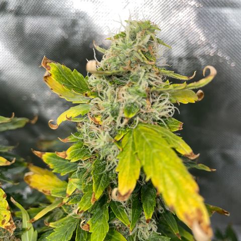 Royal Dwarf growlog timeline photo