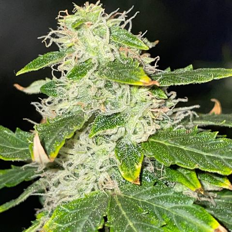 Royal Dwarf growlog timeline photo