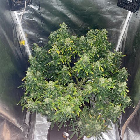 Royal Dwarf growlog timeline photo