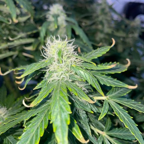 Royal Dwarf growlog timeline photo