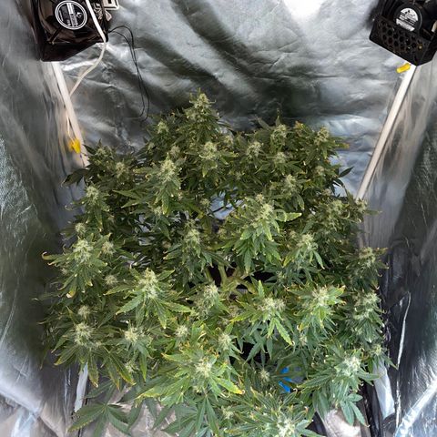 Royal Dwarf growlog timeline photo