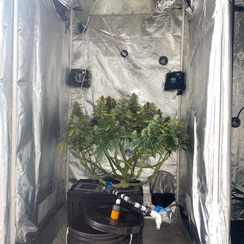 Royal Dwarf growlog timeline photo