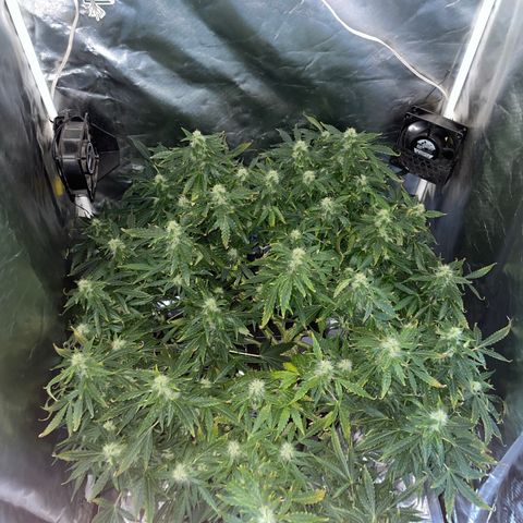 Royal Dwarf growlog timeline photo