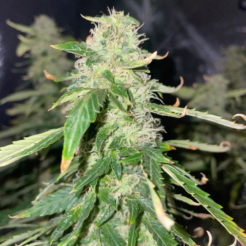 Royal Dwarf growlog timeline photo
