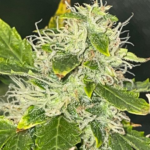 Royal Dwarf growlog timeline photo