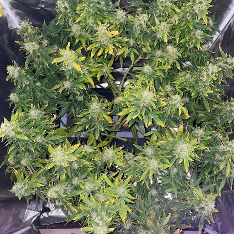 Royal Dwarf growlog timeline photo