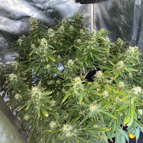 Royal Dwarf growlog timeline photo