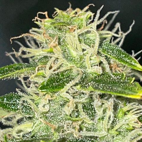 Royal Dwarf growlog timeline photo