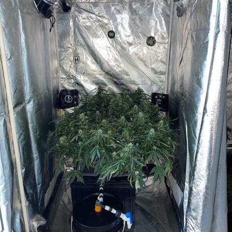 Royal Dwarf growlog timeline photo