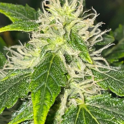 Royal Dwarf growlog timeline photo