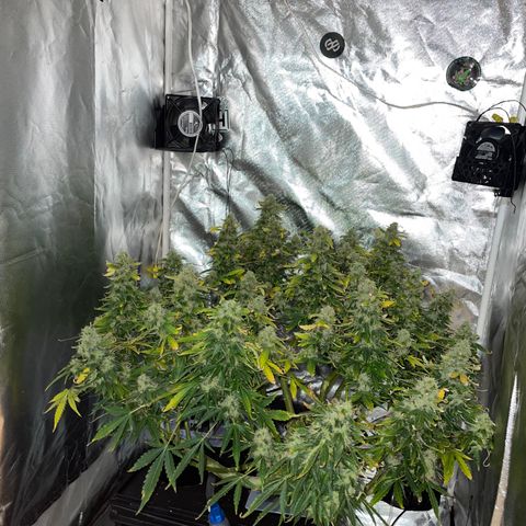 Royal Dwarf growlog timeline photo
