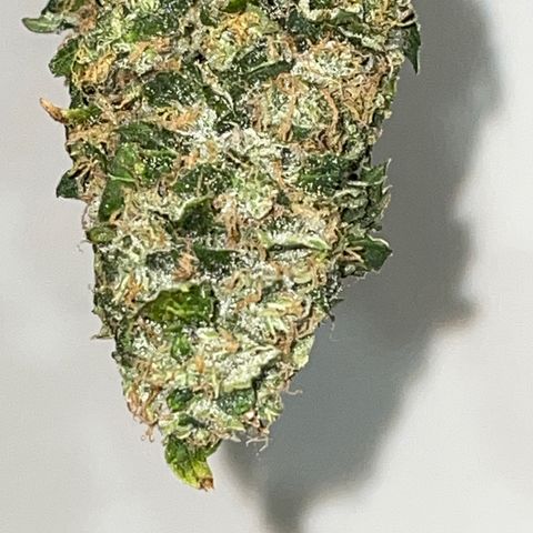 Royal Dwarf growlog timeline photo