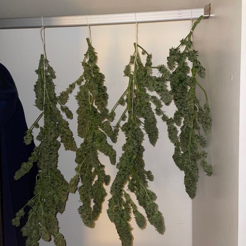 Royal Dwarf growlog timeline photo