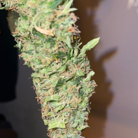 Royal Dwarf growlog timeline photo