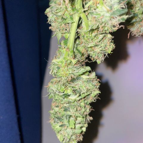 Royal Dwarf growlog timeline photo
