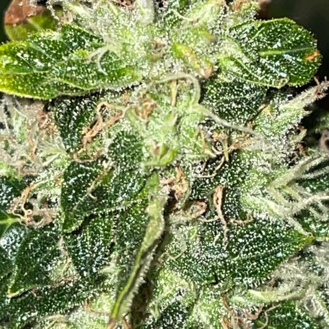 Royal Dwarf growlog timeline photo