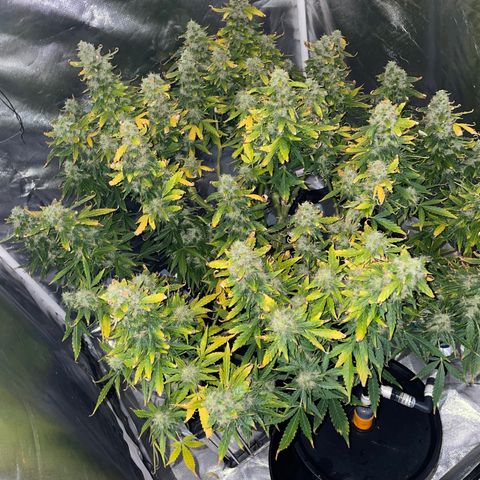 Royal Dwarf growlog timeline photo