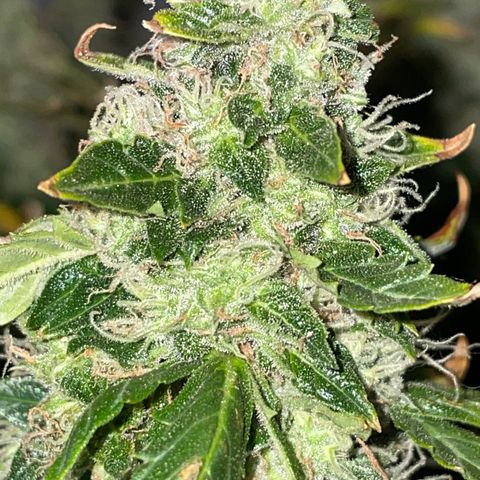 Royal Dwarf growlog timeline photo