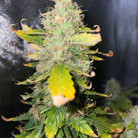 Royal Dwarf growlog timeline photo