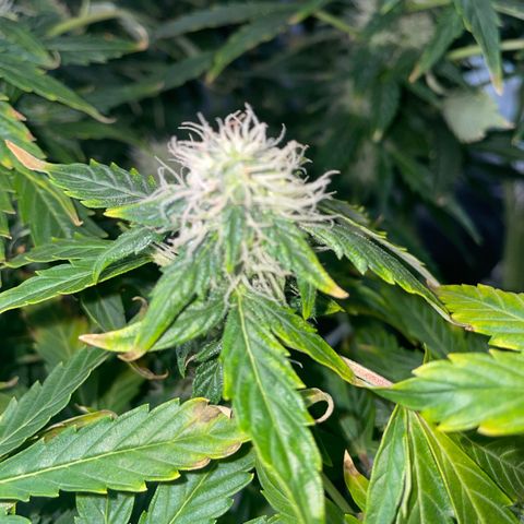 Royal Dwarf growlog timeline photo