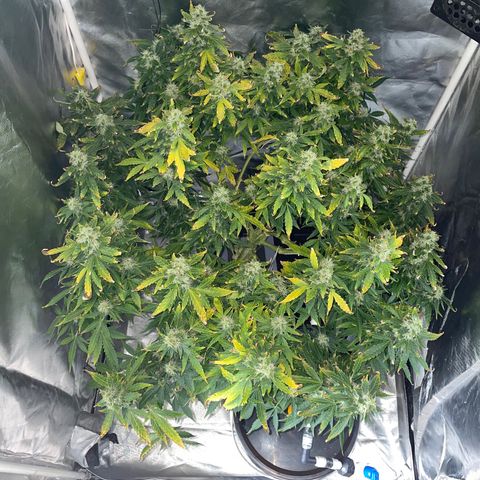 Royal Dwarf growlog timeline photo