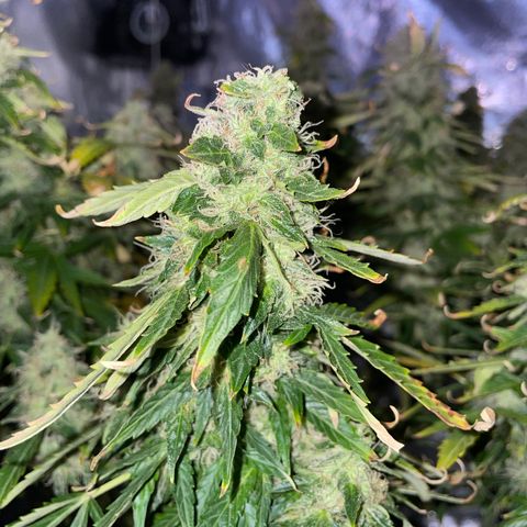 Royal Dwarf growlog timeline photo