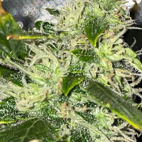 Royal Dwarf growlog timeline photo