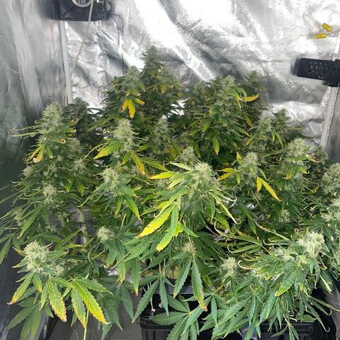 Royal Dwarf growlog timeline photo