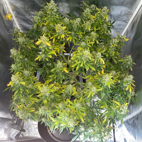Royal Dwarf growlog timeline photo