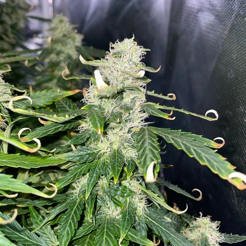 Royal Dwarf growlog timeline photo