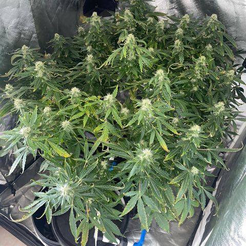 Royal Dwarf growlog timeline photo