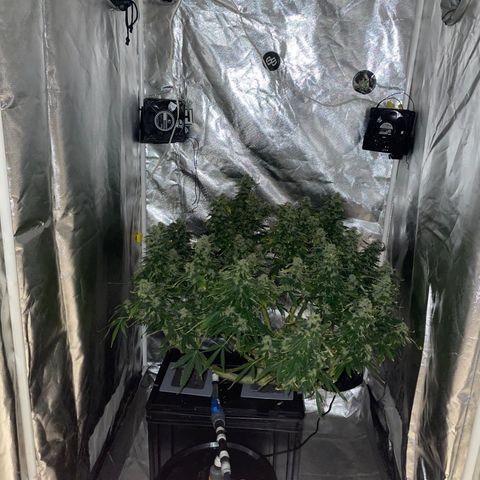 Royal Dwarf growlog timeline photo