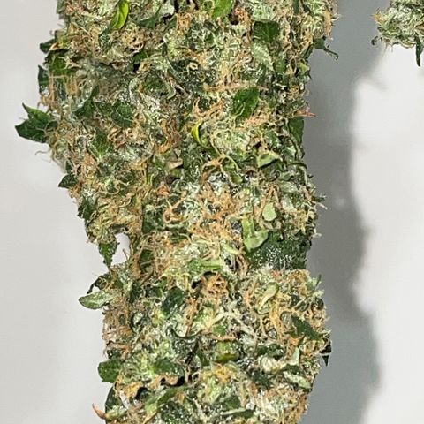 Royal Dwarf growlog timeline photo