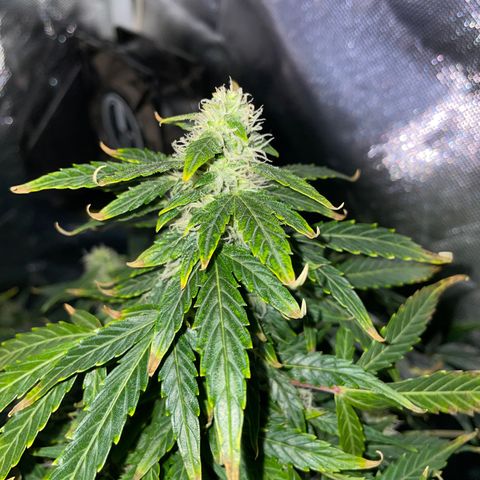 Royal Dwarf growlog timeline photo