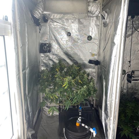 Royal Dwarf growlog timeline photo