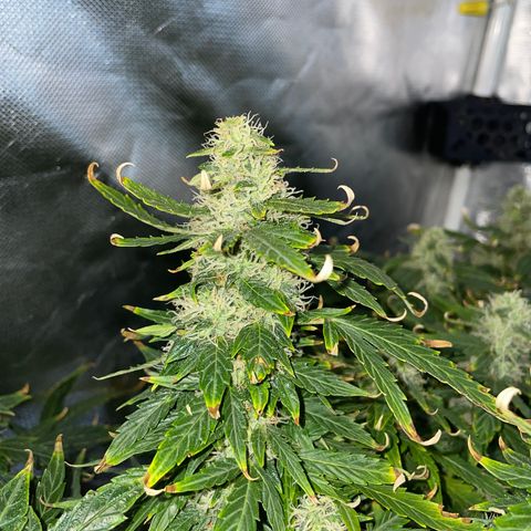 Royal Dwarf growlog timeline photo