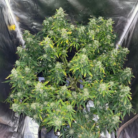Royal Dwarf growlog timeline photo