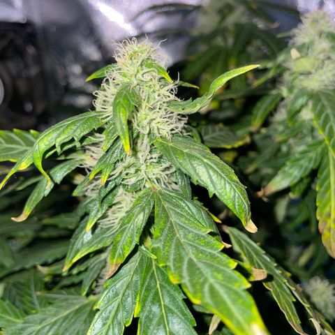 Royal Dwarf growlog timeline photo